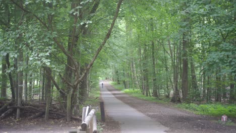 Park-Forest-road-in-the-city-of-Brussels,-Belgium,-with-a-cyclist-calmly-cycling-in-the-distance-on-a-warm-summer-morning,-surrounded-by-dense,-lush,-green-trees-and-scenery