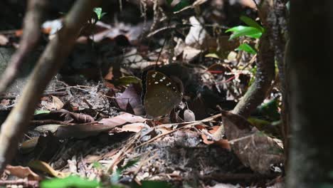 Gesehen-Mit-Geschlossenen-Flügeln-Auf-Dem-Waldboden,-Gemeinsamer-Erzherzog,-Lexias-Pardalis,-Thailand