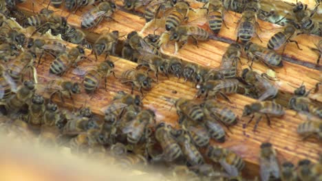 filmed from the hand a circle of bees has gathered in the hive to drink a pool of syrup