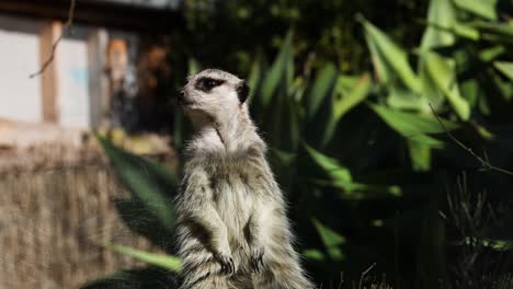 una suricata observa atentamente sus alrededores