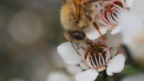 Nahaufnahme-Der-Europäischen-Honigbiene,-Die-Nektar-Mit-Der-Zunge-Aus-Der-Manuka-blume-Extrahiert