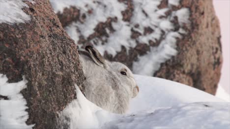 Liebre-De-Montaña-En-Abrigo-De-Invierno,-Refugiada-Entre-Rocas-En-Montañas-Nevadas,-Cairngorms,-Escocia