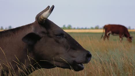 dark brown cow in a field