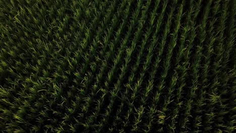 rice sprout in spring season planting in rice paddy farm field farmers plant green rice using agriculture machine in parallel pattern in a row iran gilan countryside traditional organic food material