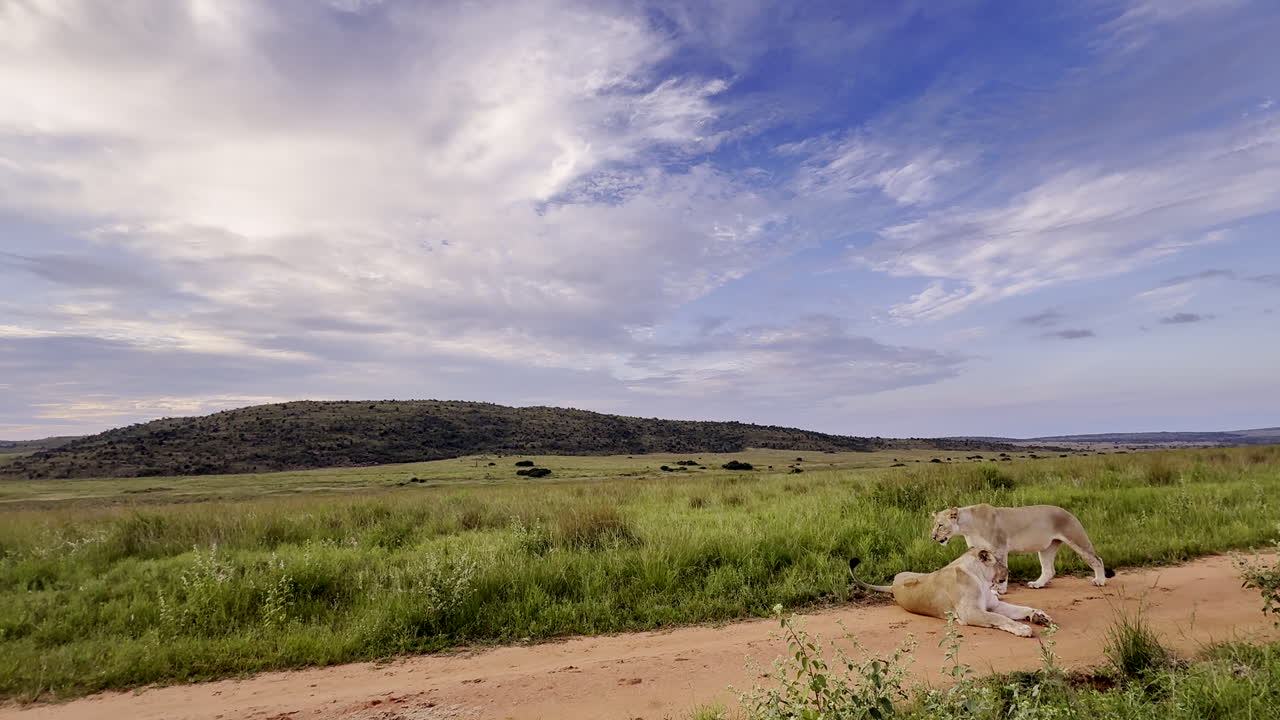 Young lioness strides past her mother lying in dirt road through lush grassland