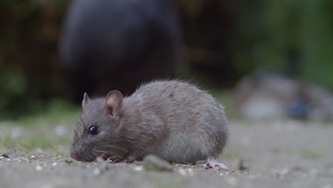 Grey-Rodent-On-The-Ground-Eating-Something.-Closeup