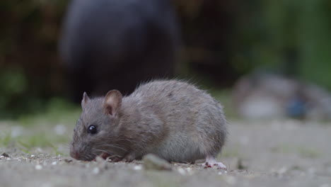 grey rodent on the ground eating something. closeup