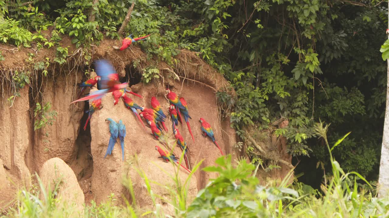 Pair of Blue-yellow macaws land in to Join a already feeding Scarlet Macaw flock at the chuncho clay lick
