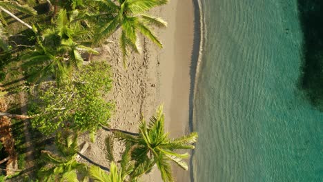 idyllic tropical white sand on beach with blue water and palm trees on a sunny day in fiji, island-aerial shot