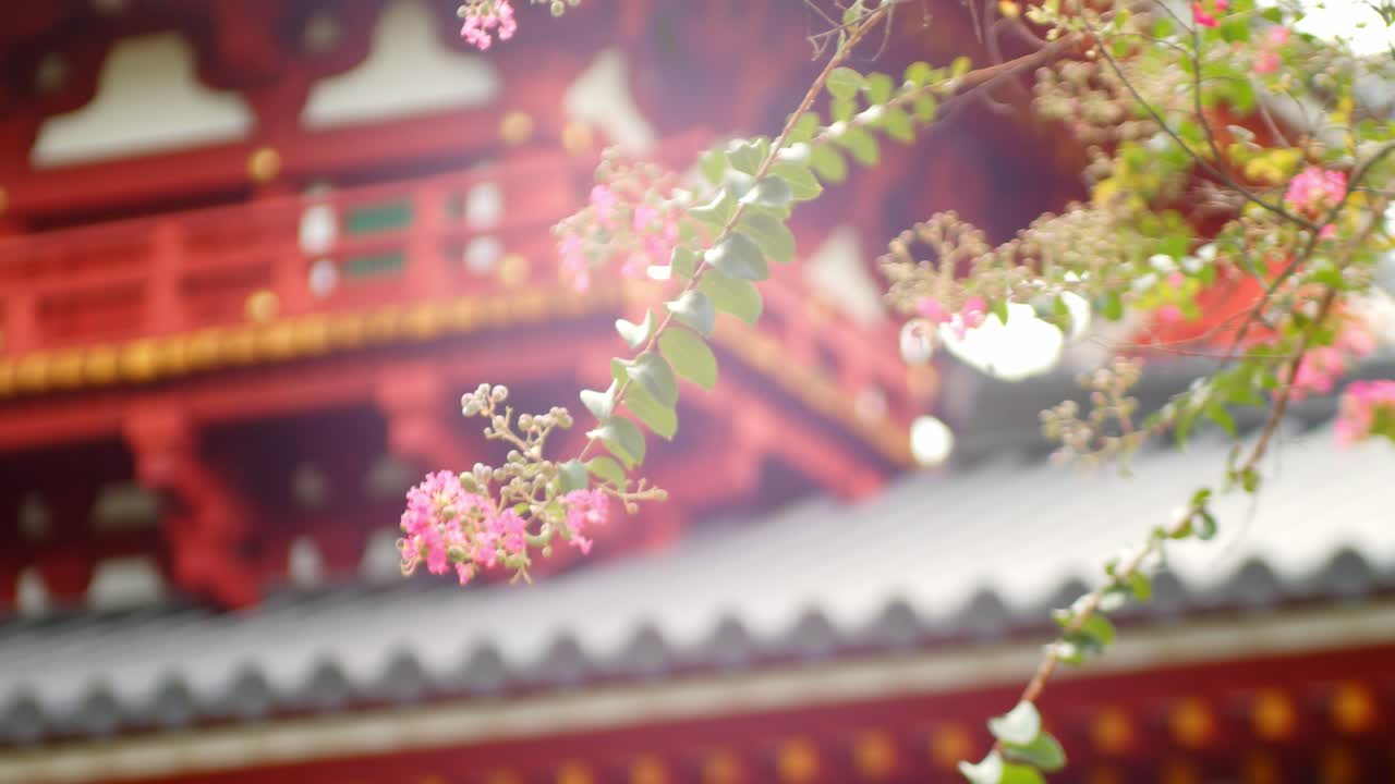 diapositiva, tiro, de, un, flor, en, un, rama, con, un, templo, en, el, plano de fondo, en, kyoto, japón, 4k, cámara lenta