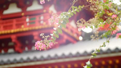 Slide-shot-of-a-flower-on-a-branch-with-a-temple-in-the-background-in-Kyoto,-Japan-4K-slow-motion