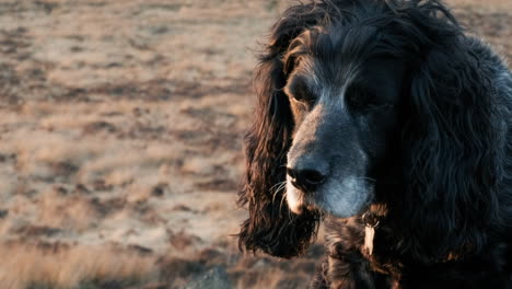 springerspaniël zat in de lente bij een paar rotsen als de zon ondergaat