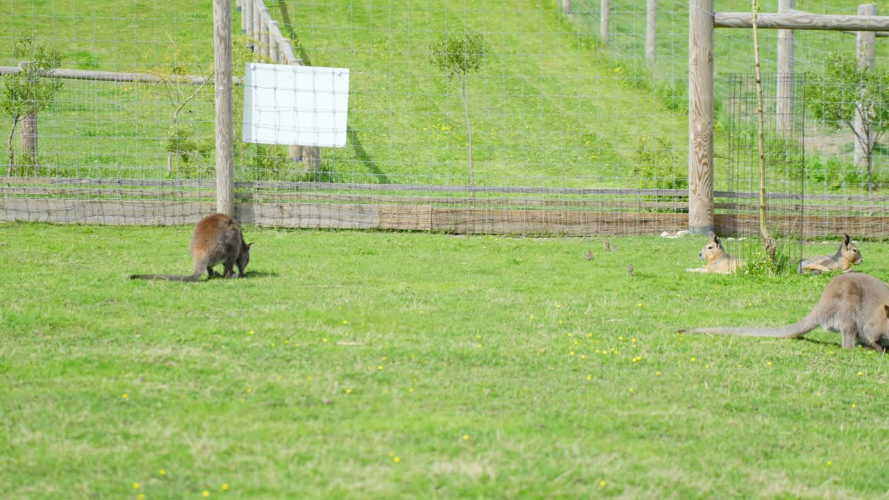 Group of red-necked wallabies - Notamacropus rufogriseus and Patagonian mara graze and relax on green pasture inside a fenced enclosure, as the camera pans slowly to the right under bright daylight