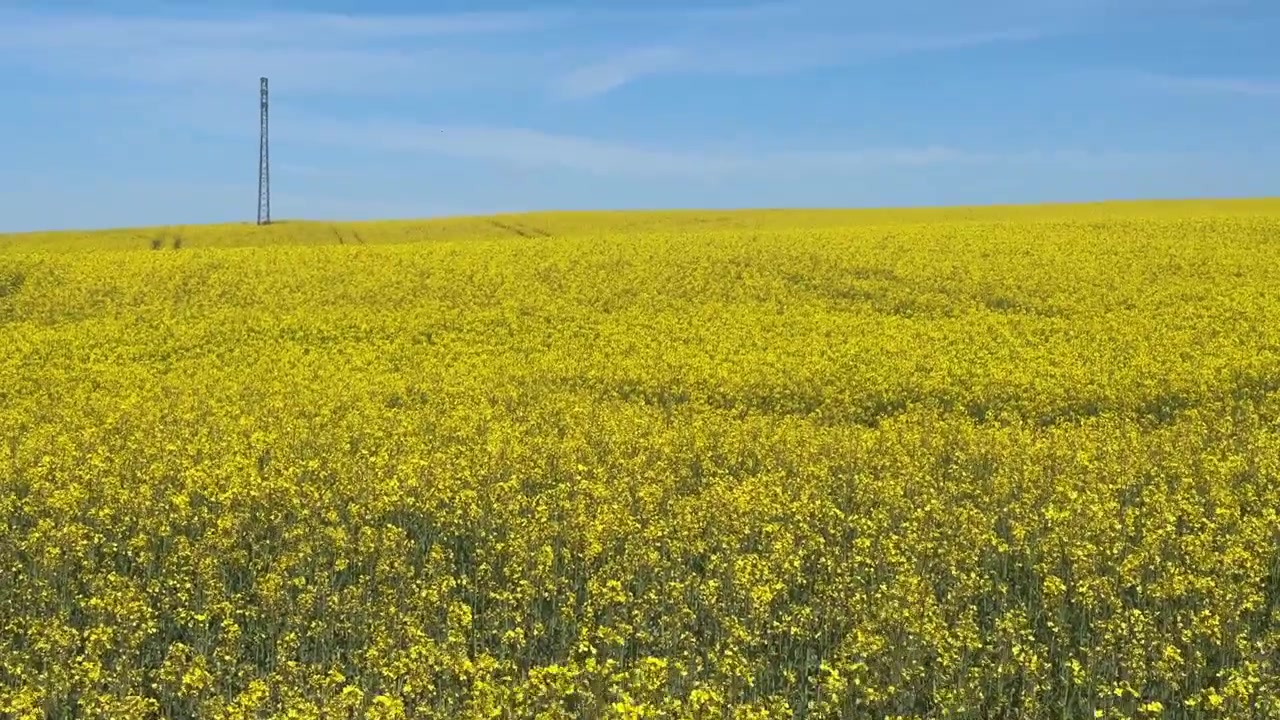 Splendida vista aerea che vola all'indietro sopra un vasto campo di colza in fiore. Fiori di colza dorati che si estendono fino all'orizzonte sotto un cielo azzurro e limpido.