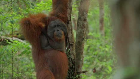 orangutan in the rainforest