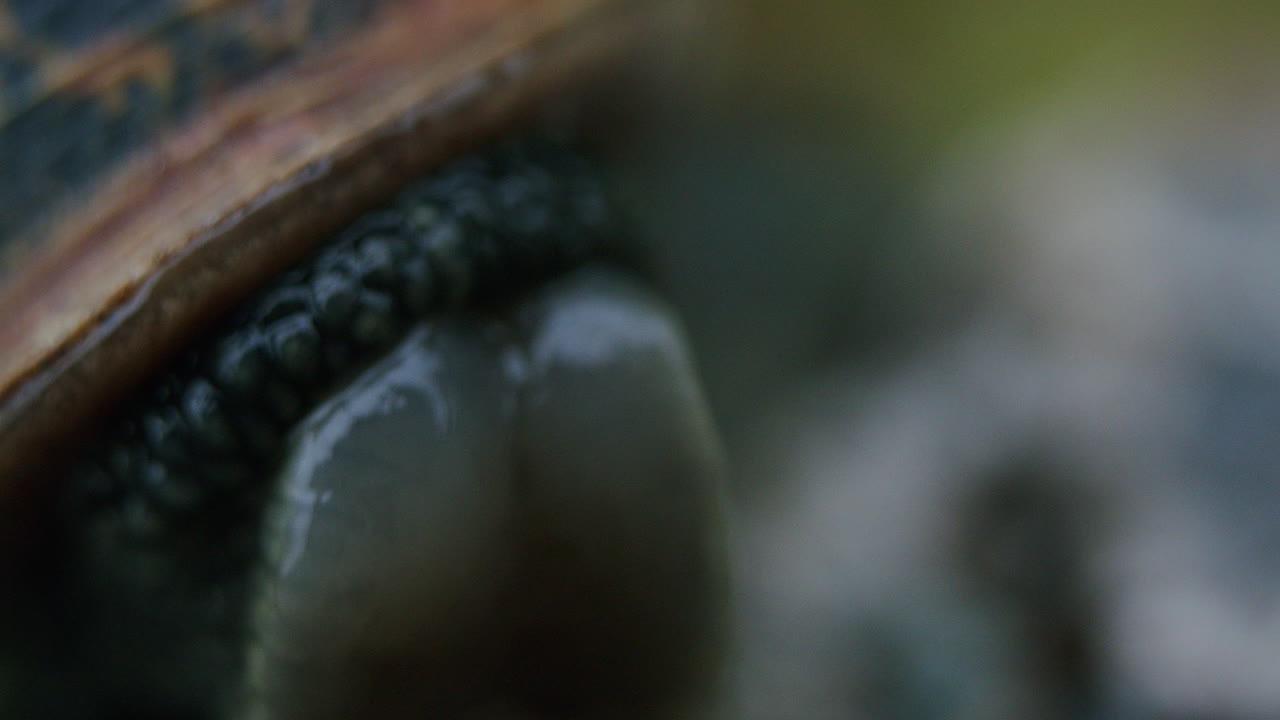 Extreme macro closeup garden snail extending out its head and tentacles.