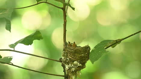 Schwarznackenmonarch,-Hypothymis-Azurea,-Nationalpark-Kaeng-Krachan,-Thailand