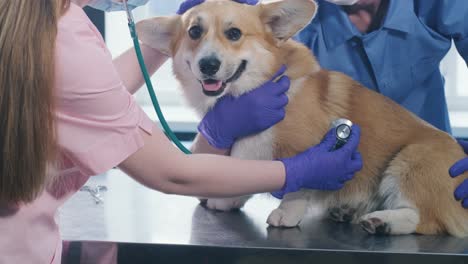 a team of veterinarians examines a sick corgi dog using an stethoscope