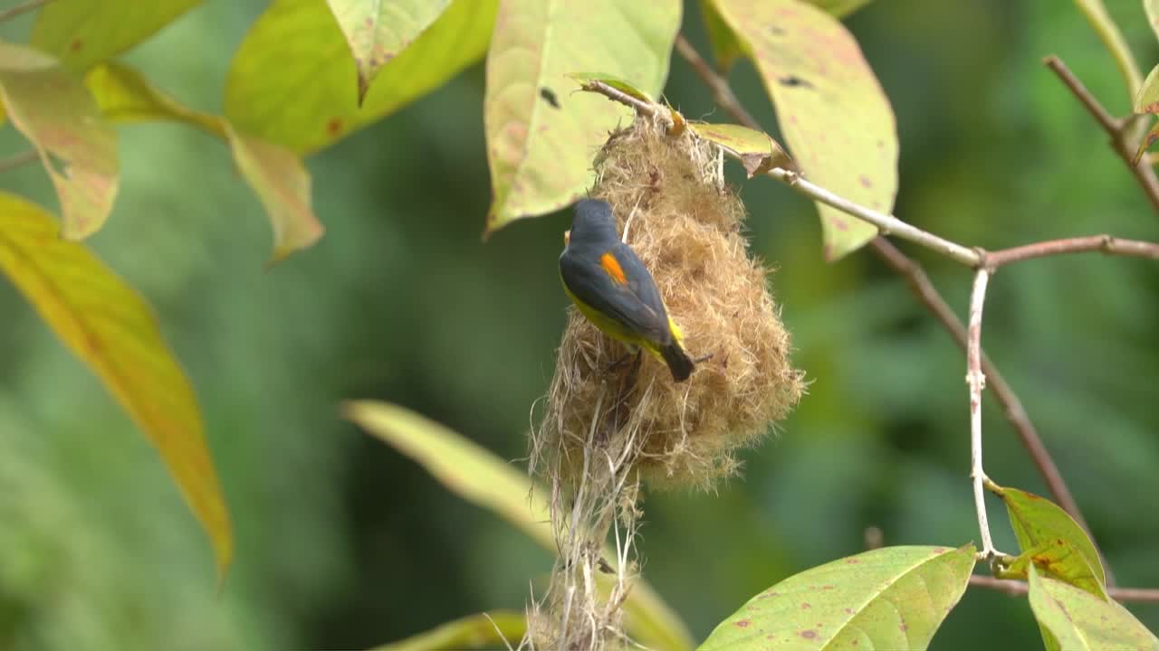 pájaro bunga cabe o pájaro pico de panza naranja posado en el nido para alimentar a sus crías