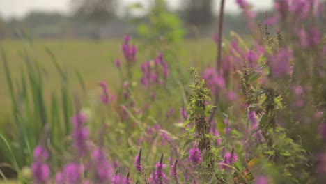 Close-up-of-beautiful-pink-flowers-swaying-in-spring-sunshine-with-butterflies