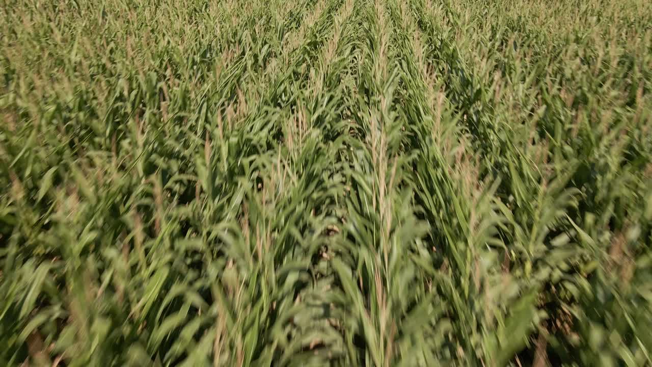 imágenes de drones soleados de largas hileras de plantas de maíz