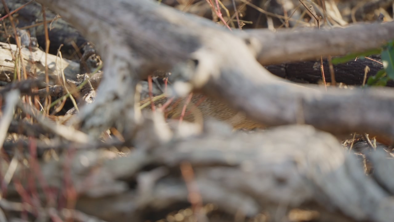 Slender mongoose concealed behind dead branches and twigs in Kruger National Park, South Africa, moving right with a partial reveal in dry bushveld habitat.