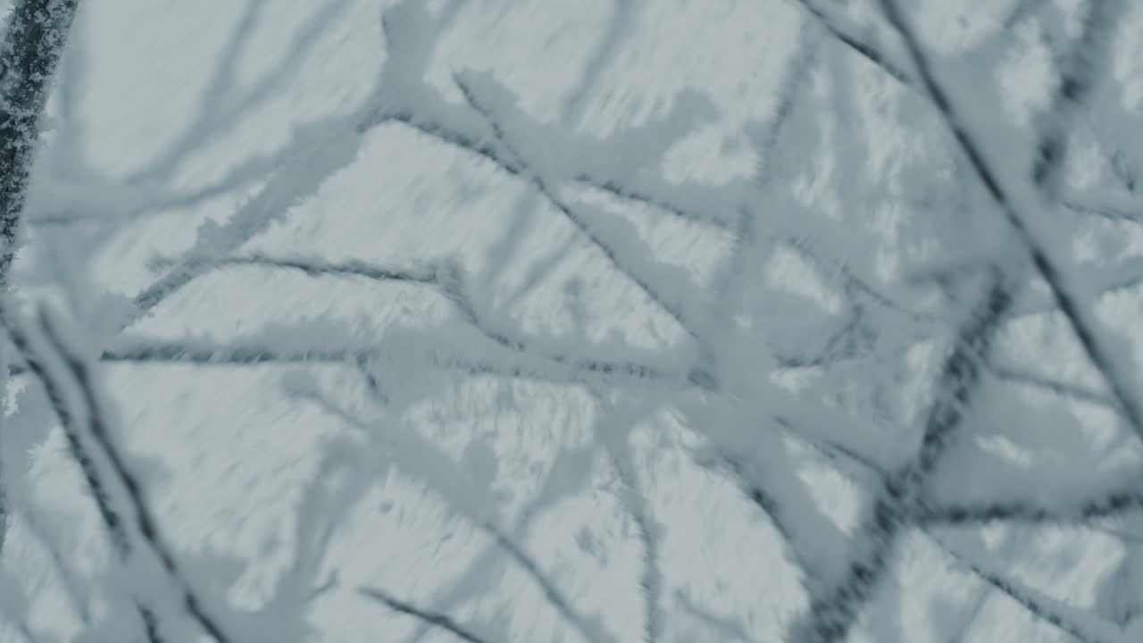 Close-up of snowy branches as a gust of wind scatters snow into the air - Ireland