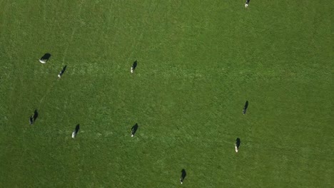 Aerial-drone-bird-eyes-view-of-the-cows-at-the-farm-field-in-the-Netherlands,-Europe