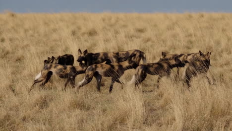 african wild dogs in the savanna