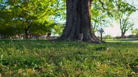 un gato escocés está sentado en medio de un gran árbol en el parque