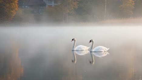 a tranquil scene of two elegant swans gliding through a misty lake at dawn, surrounded by autumn colors and reflections in the still water