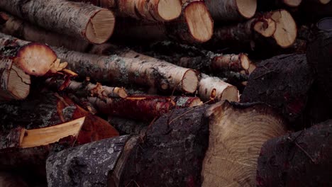 stacked of firewood - freshly cut logs