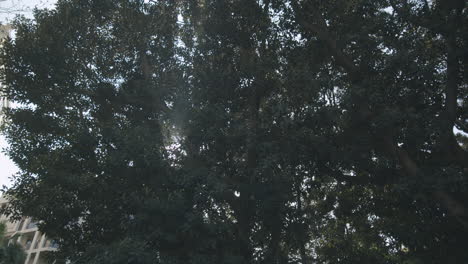 Sun-shining-through-the-thick-tree-crown-in-urban-park