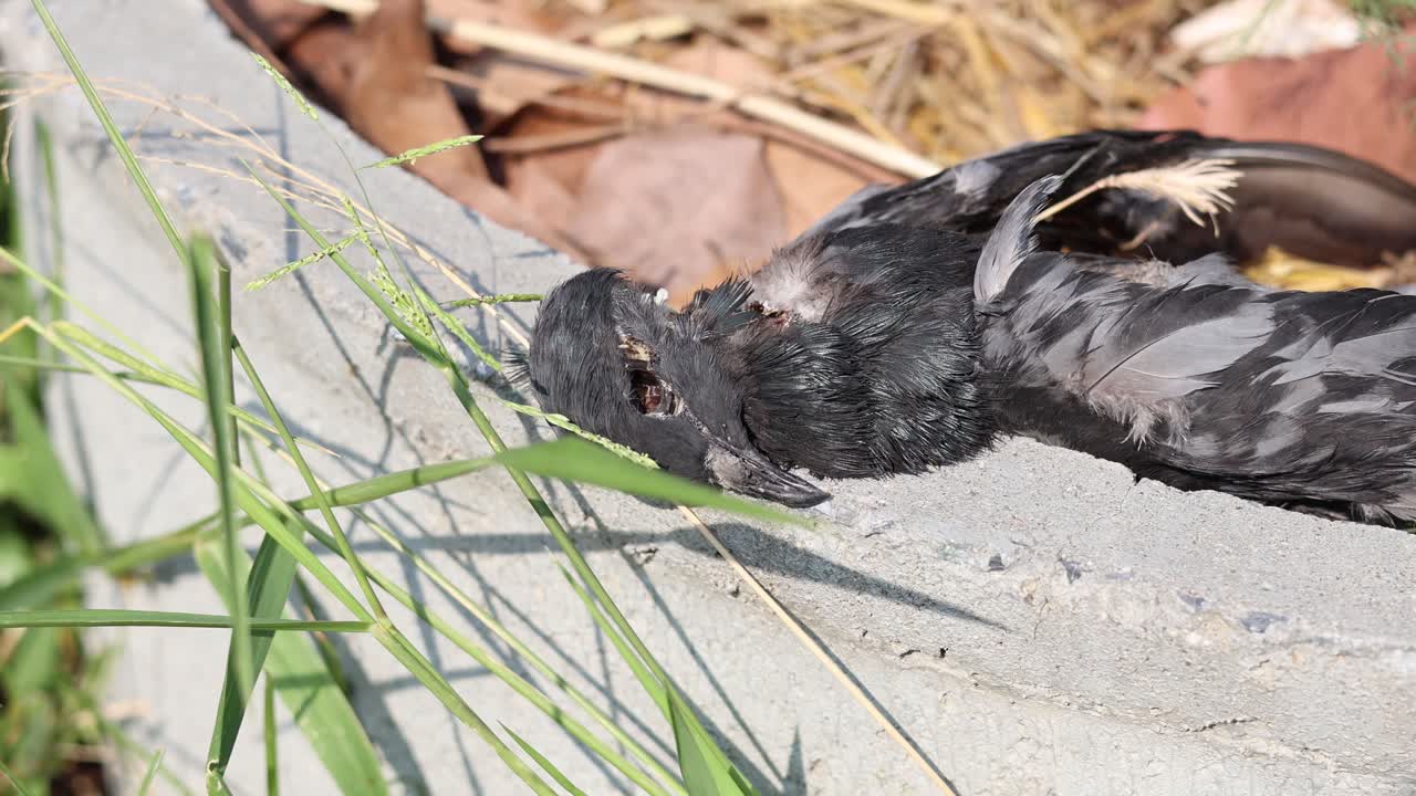 새의 분해 과정의 시간 경과.