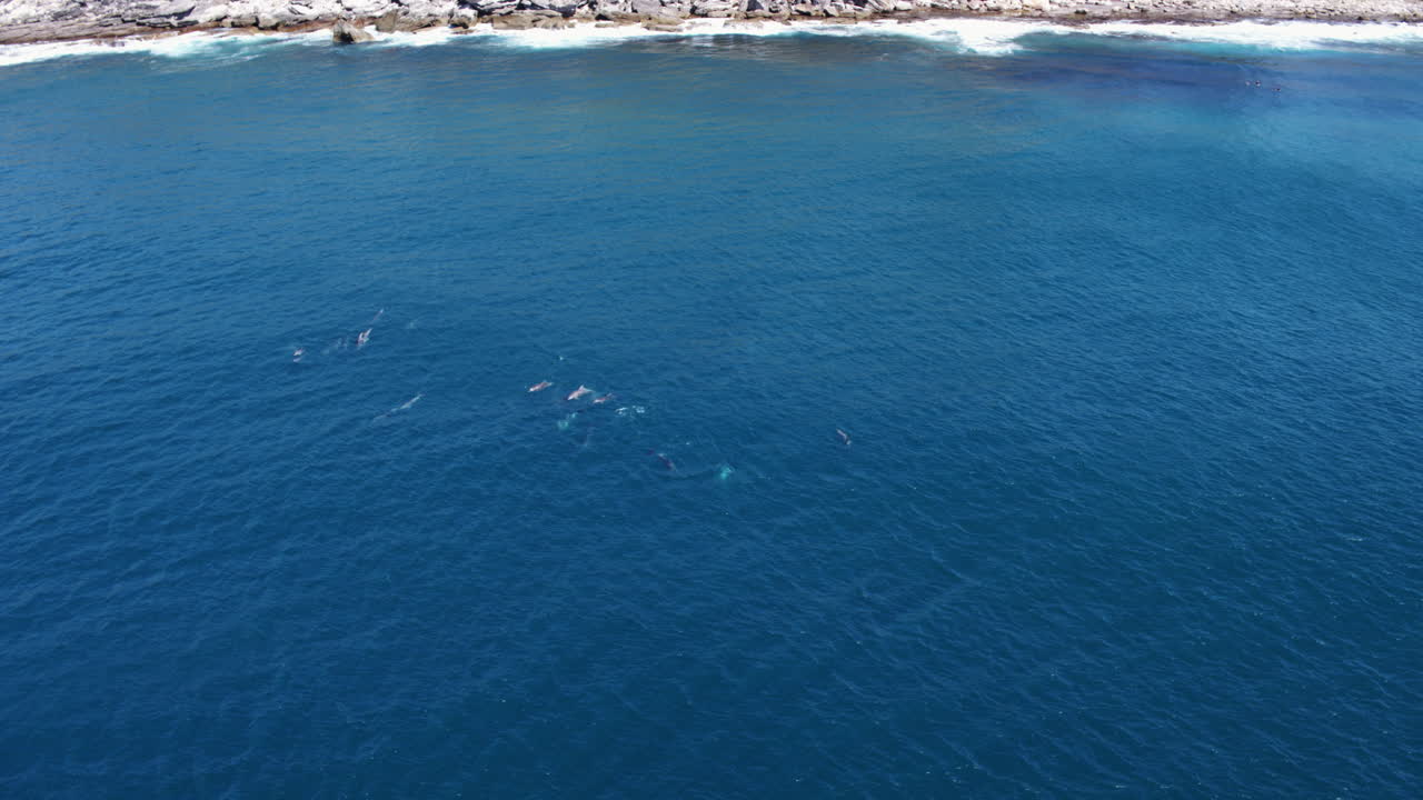 Pod of dolphins spinning beneath coastal cliffs in clear blue ocean, drone