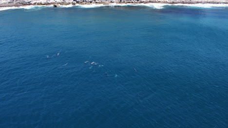 pod of dolphins spinning beneath coastal cliffs in clear blue ocean, drone