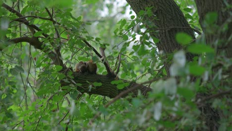 sleeping squirrel monkey resting on a tree branch, captured in zoo, telephoto of small ape