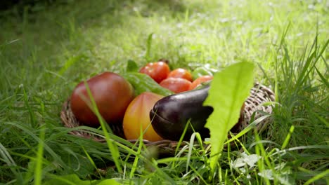 slow orbiting shot of a selection of organic vegetables in a basket in the grass