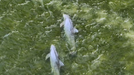 aerial view dolphins swimming and playing in water on coast of florida