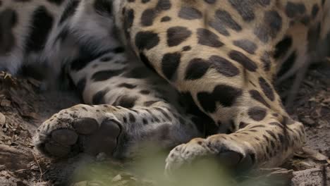 jaguar paws close up laying down