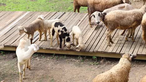 sheep and goats mingling and moving on wooden planks