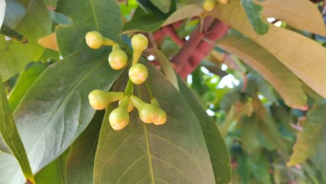 Young rose apple buds. Windy morning atmosphere