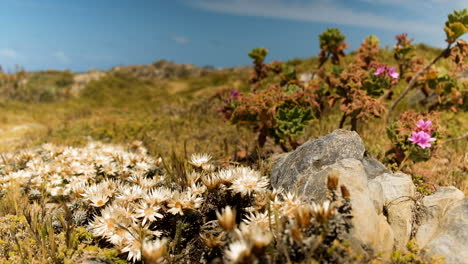 Coastal-everlasting-flowers-in-bloom-in-foreground,-with-man-walking-past-in-background