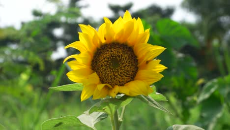 Nahaufnahme-Von-Sonnenblumen-Im-Wind