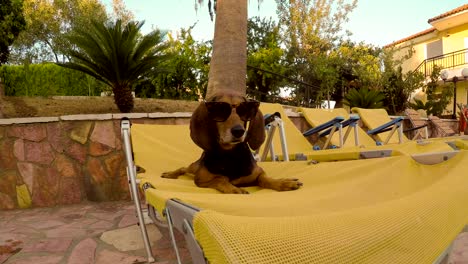 un perro de caza con gafas de sol sentado en una sillita de verano.