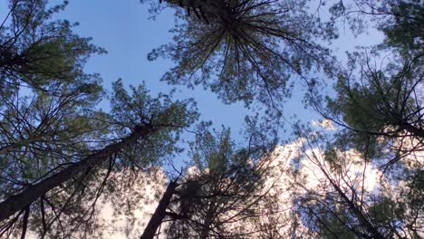 Vista-Hacia-Arriba-Del-Dosel-De-Los-árboles-Contra-El-Cielo-Azul-Brillante-Durante-El-Verano