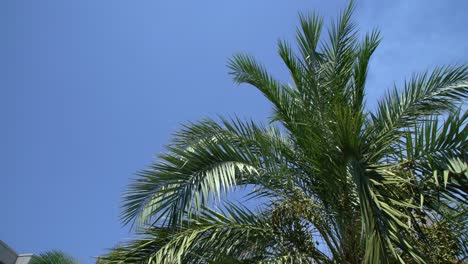 tropical palm tree against the blue sky sway in the wind