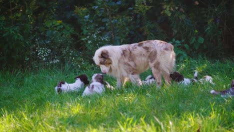 dog and her puppies