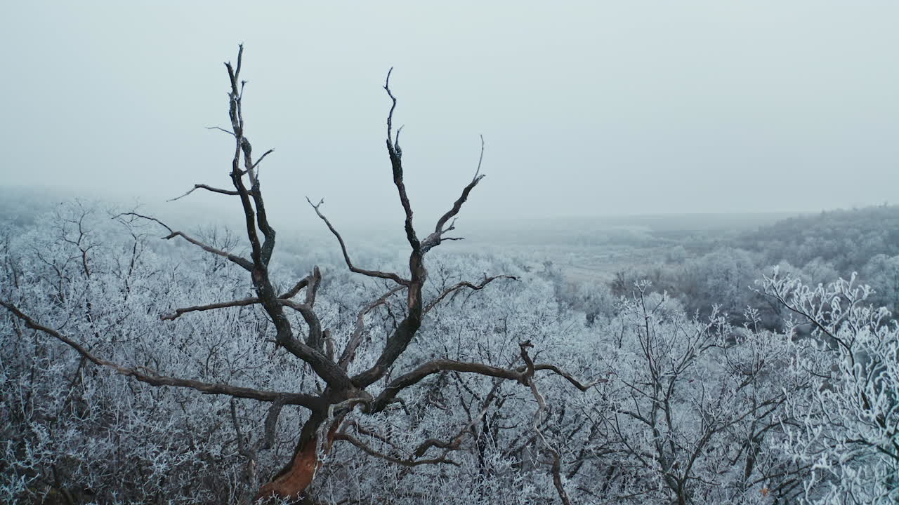Snow covered trees. White forest in winter. Old black tree stands among white trees covered with snow. Beautiful nature in winter. Aerial view.