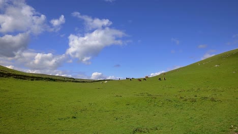 a small herd of cows grazing between two green hills and blue skyes with white clouds